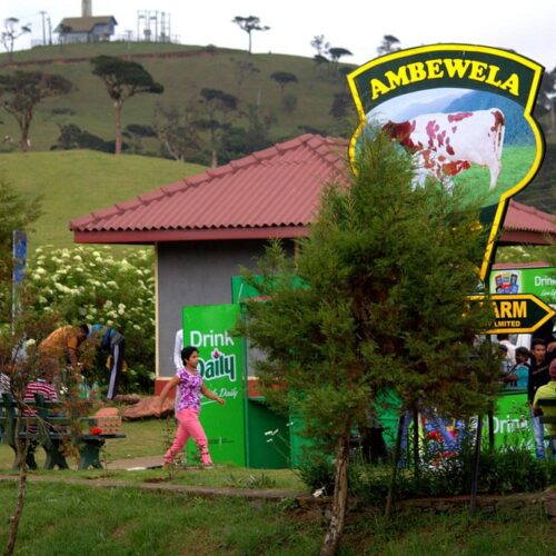 Ambewela Farms tourist place in nuwaraeliya 2