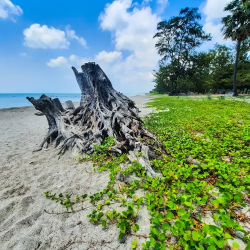 Casuarina Beach tourist place in jaffna (1)