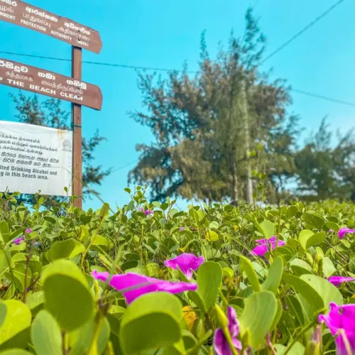 Casuarina Beach tourist place in jaffna (10)