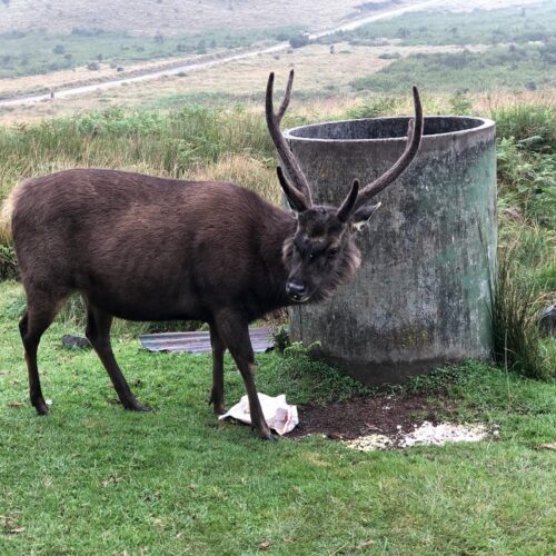 Horton Plains National Park tourist place in nuwara eliya 5