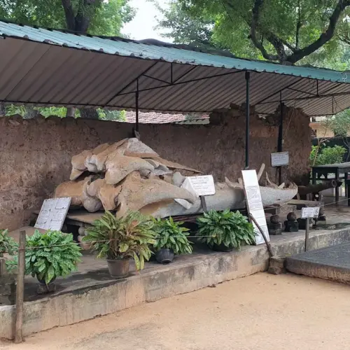 Jaffna Archeological Museum tourist place (3)