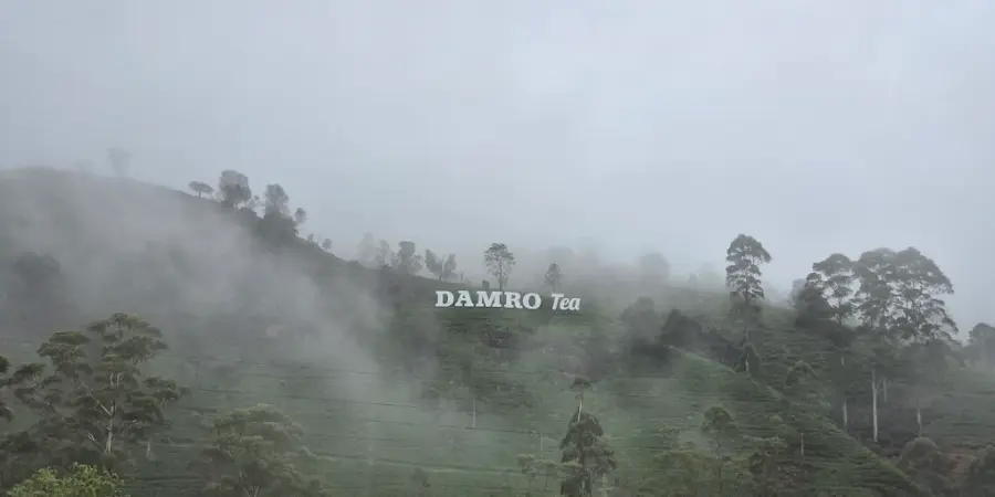 Labookellie Tea Lounge – Experience Sri Lanka’s Finest Tea and Scenic Views 1