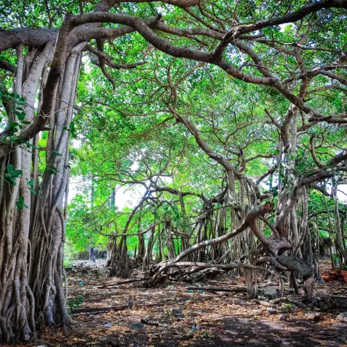 neduntheevu delft island tourist place 4