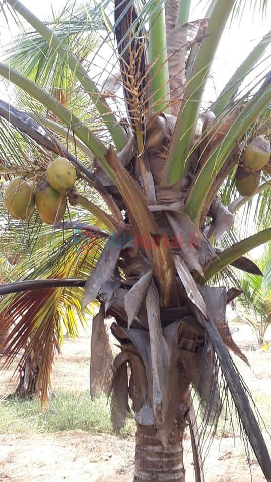 5 ஏக்கர் காணி விற்பனைக்கு – Land for Sale