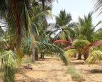 5 ஏக்கர் காணி விற்பனைக்கு – Land for Sale