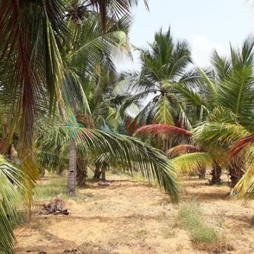 5 ஏக்கர் காணி விற்பனைக்கு – Land for Sale