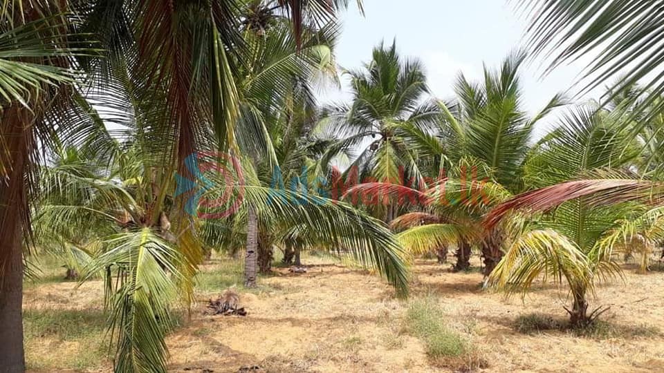 5 ஏக்கர் காணி விற்பனைக்கு – Land for Sale