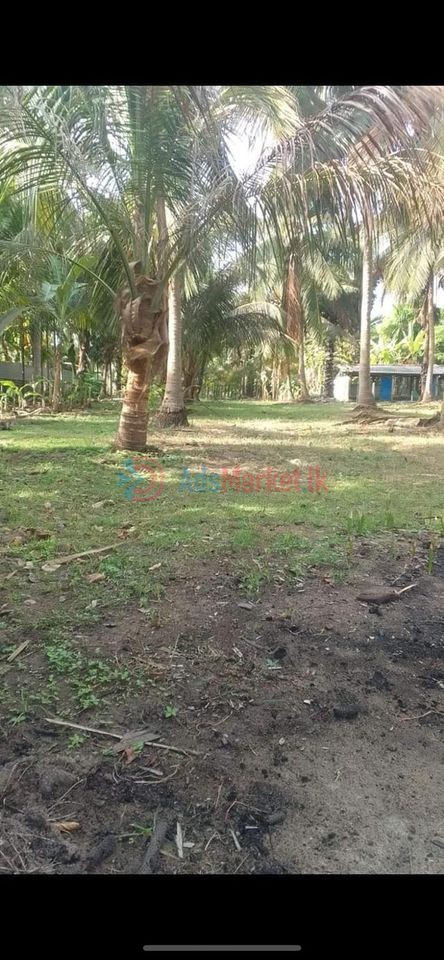 வீடு மற்றும் வயல் காணி விற்பனைக்கு – House and field land for sale