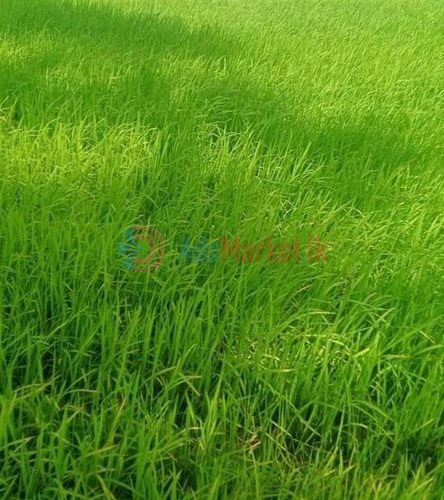 வீடு மற்றும் வயல் காணி விற்பனைக்கு – House and field land for sale