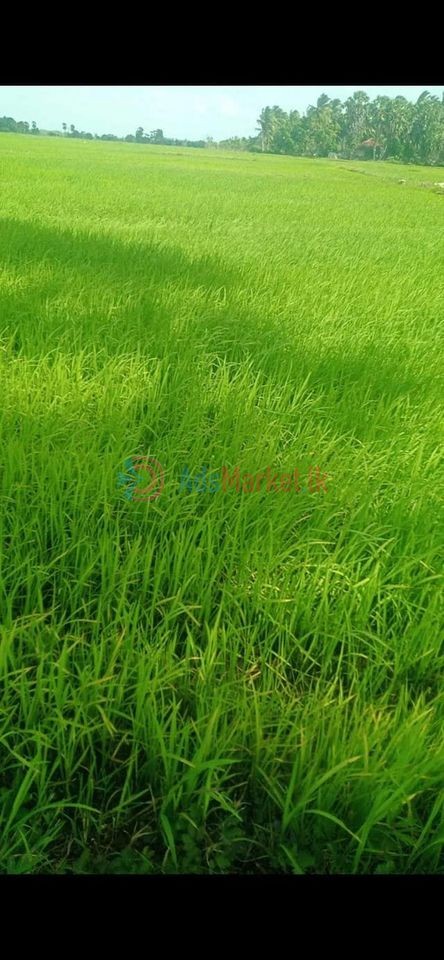 வீடு மற்றும் வயல் காணி விற்பனைக்கு – House and field land for sale