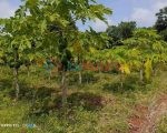 Land for Sale – காணி விற்பனைக்கு