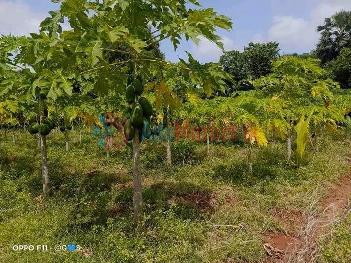 Land for Sale – காணி விற்பனைக்கு