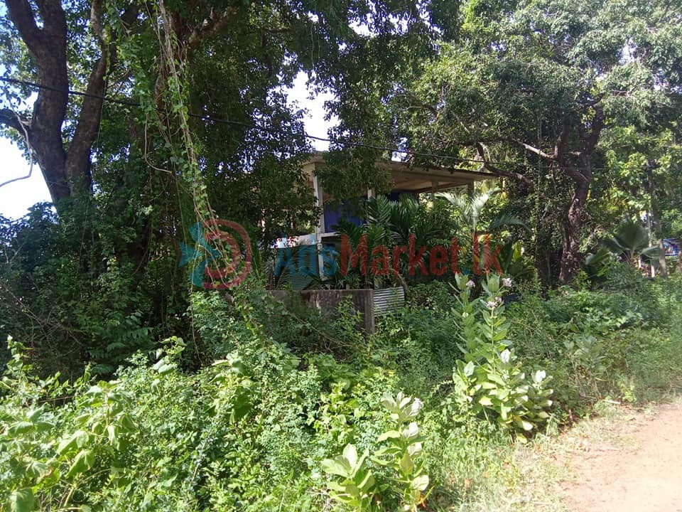 கிளி உருத்திரபுரம் வீதியில் 4 பரப்பு காணி விற்பனைக்கு – Land for Sale
