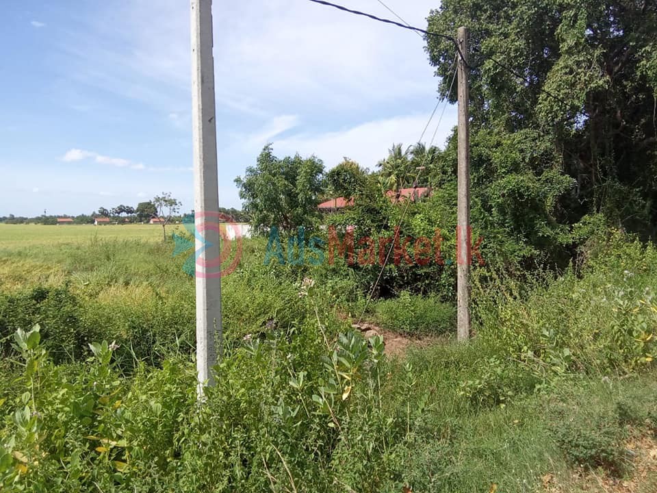 கிளி உருத்திரபுரம் வீதியில் 4 பரப்பு காணி விற்பனைக்கு – Land for Sale