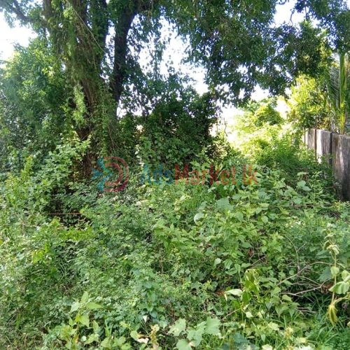 கிளி உருத்திரபுரம் வீதியில் 4 பரப்பு காணி விற்பனைக்கு – Land for Sale