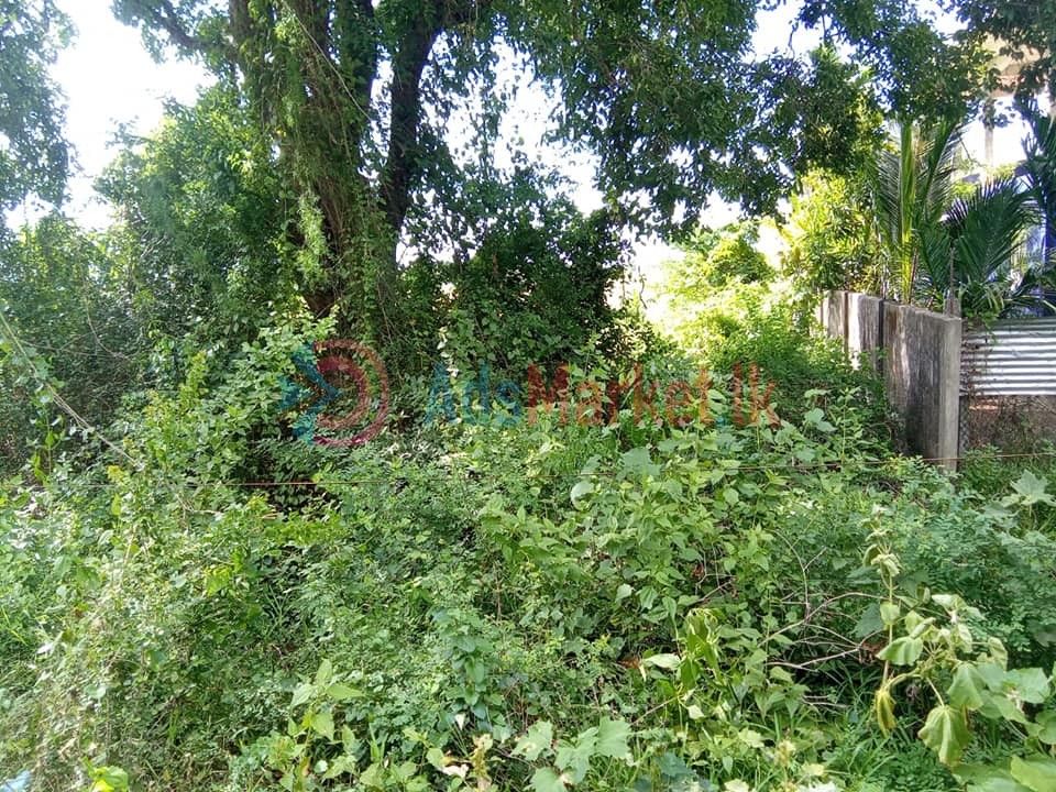 கிளி உருத்திரபுரம் வீதியில் 4 பரப்பு காணி விற்பனைக்கு – Land for Sale