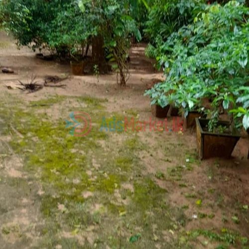 கோண்டாவிலில் வீடு காணி விற்பனைக்கு – House and land for sale in Kondavil