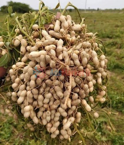 வேர்க்கடலை – Peanuts for Sale