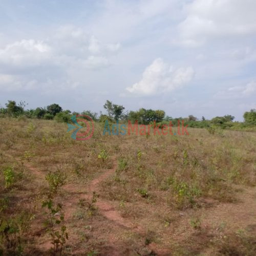 Land for Sale in Vavuniya