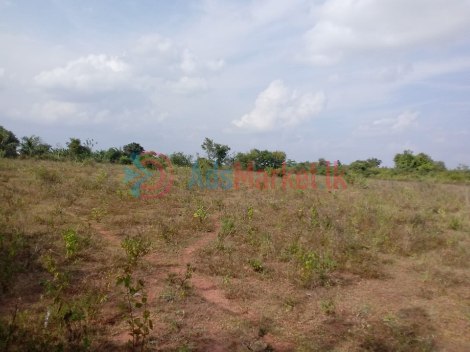 Land for Sale in Vavuniya