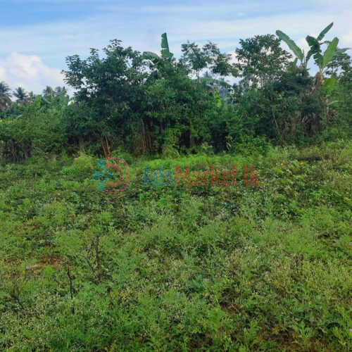 காணி விற்பனைக்கு | Land Sale in Kopay