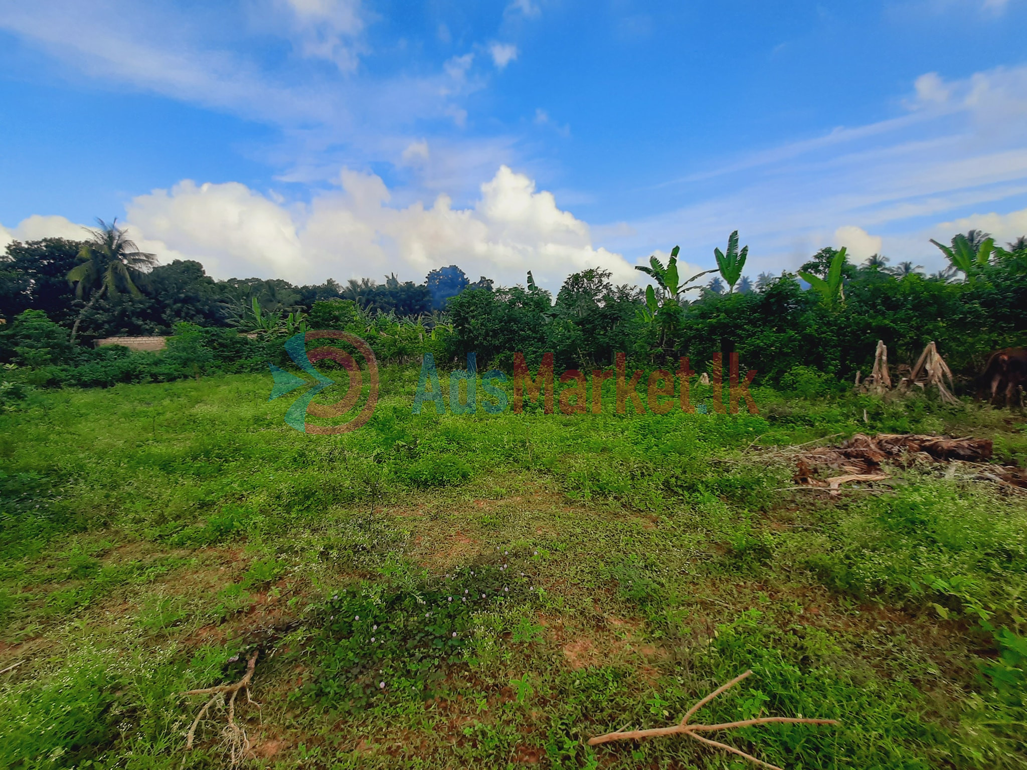 காணி விற்பனைக்கு | Land Sale in Kopay