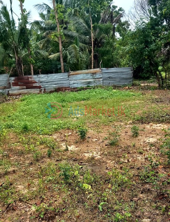 காணி விற்பனைக்கு | Land Sale in Kopay
