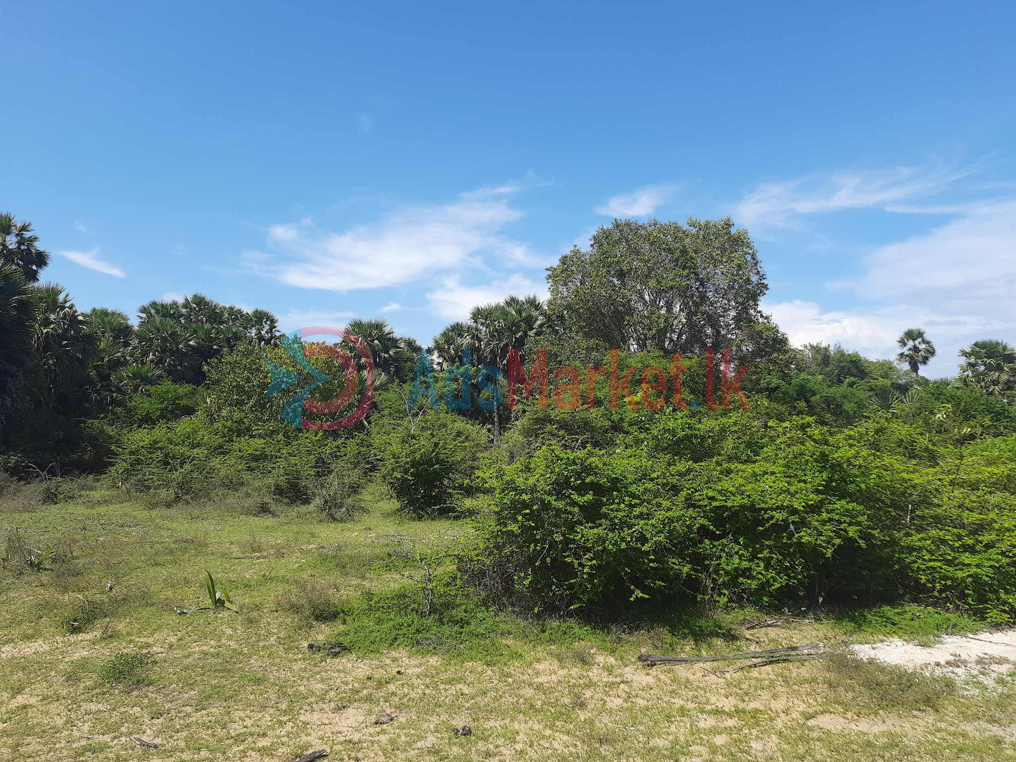 விற்பனைக்கு: கிளிநொச்சி A9 பிரதான வீதியோர 11 ஏக்கர் காணி – ரூ.40 இலட்சம்/ஏக்கர்