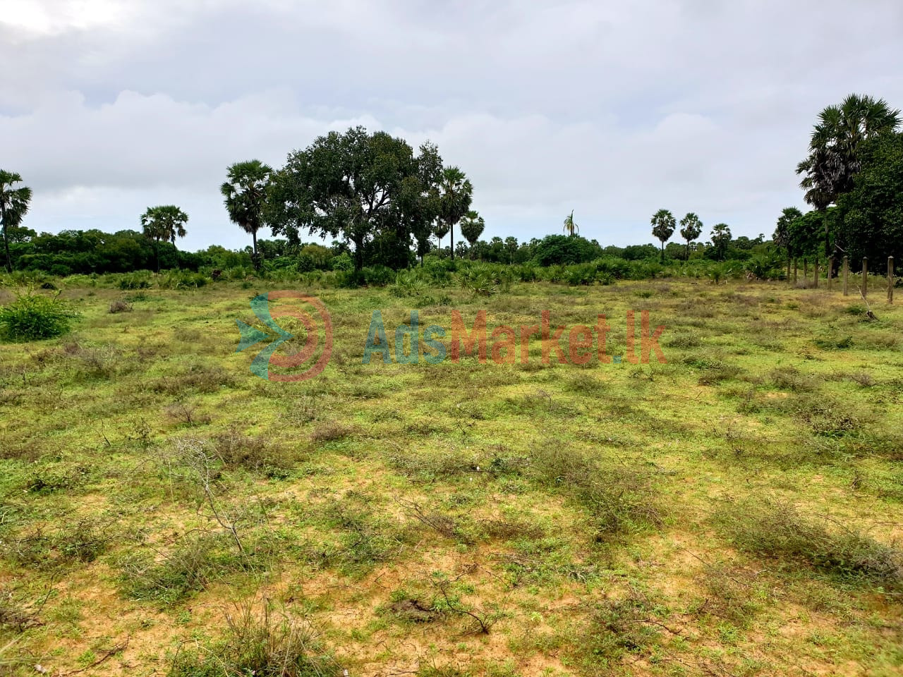 விற்பனைக்கு: கிளிநொச்சி A9 பிரதான வீதியோர 11 ஏக்கர் காணி – ரூ.40 இலட்சம்/ஏக்கர்