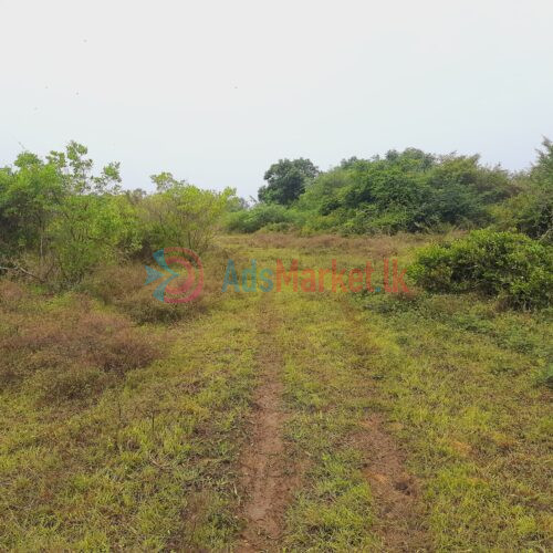 10 Acres Land for Sale in Kilinochchi – Maasaar | Best Investment Opportunity