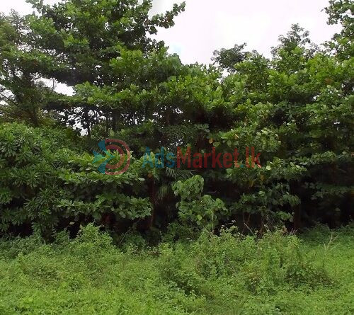 29.8 perches bare land for sale in Kaduwela, Nawaganuwa for Rs. 3.5Lakhs (Per Perch) – Kakariwela Road