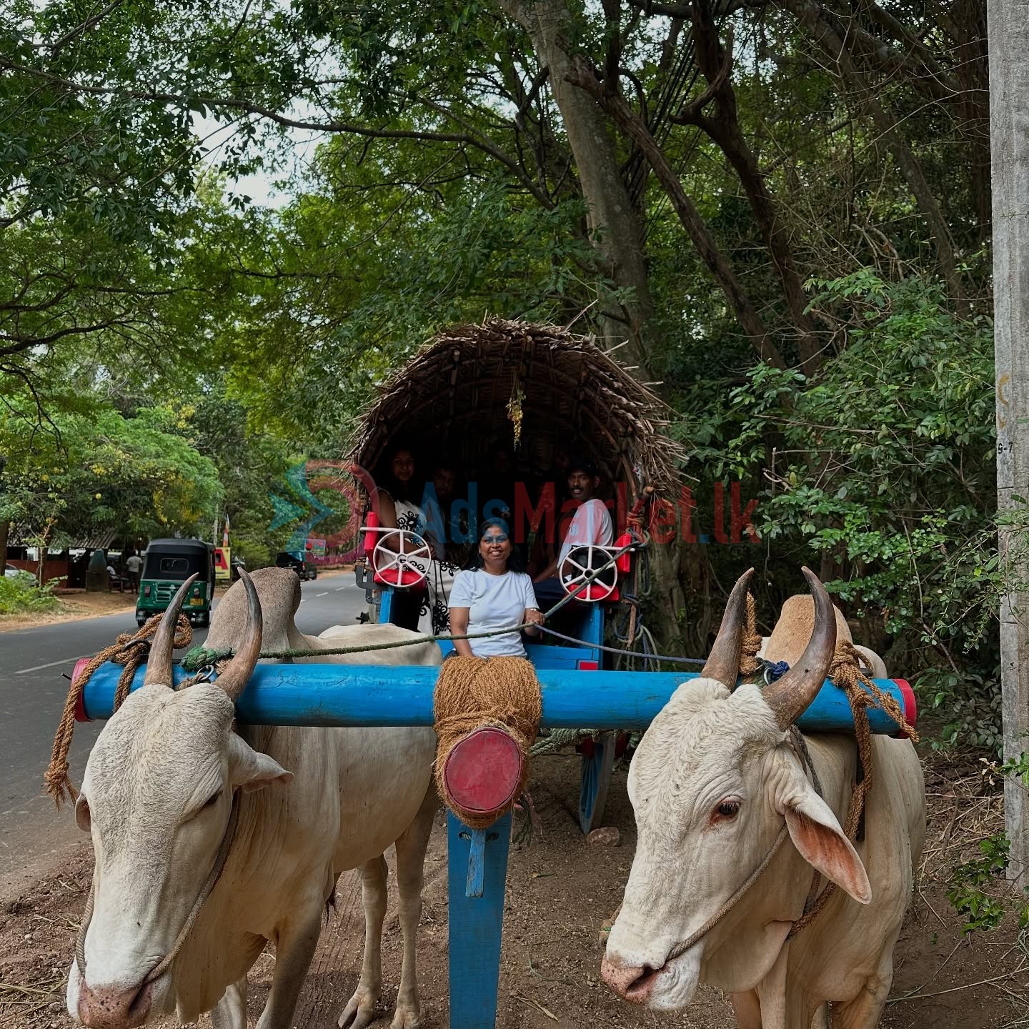 10-Day All Ceylon Tour Package – Explore Sri Lanka’s Top Destinations | Shan Travels