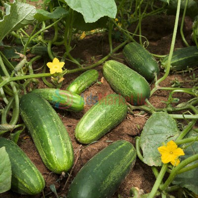 cucumber-fresh-in-jaffna-delivery-available-1